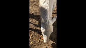 Wendy Tonka and Patch