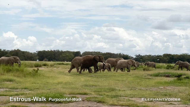 Estrous-Walk. Context: Advertisement & Attraction (3)