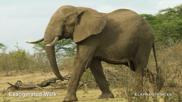 Exaggerated-Walk. Context: Attentive (8)