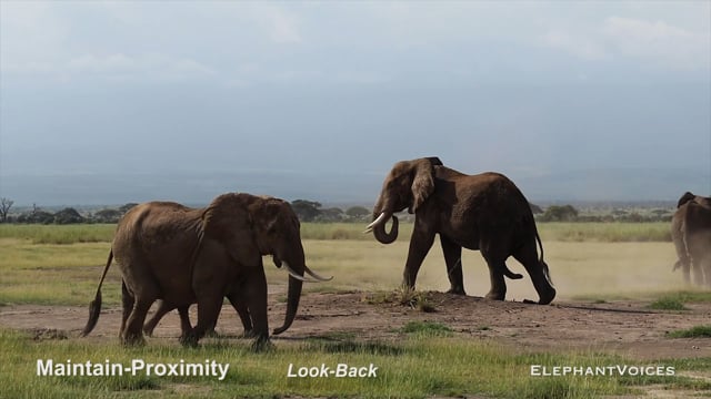 Maintain-Proximity. Context: Courtship (2)