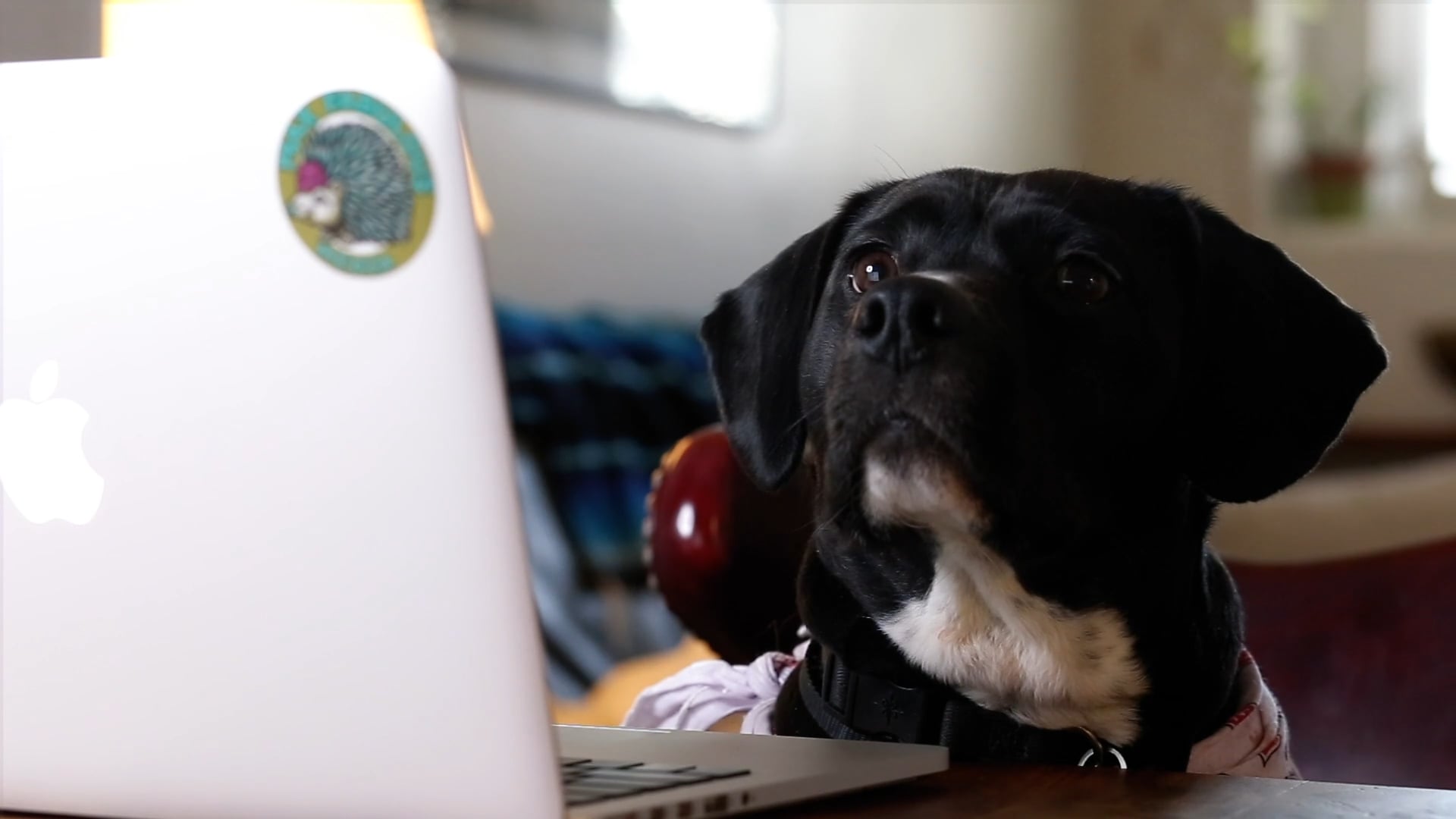 Superdawg and Me: Working From Home