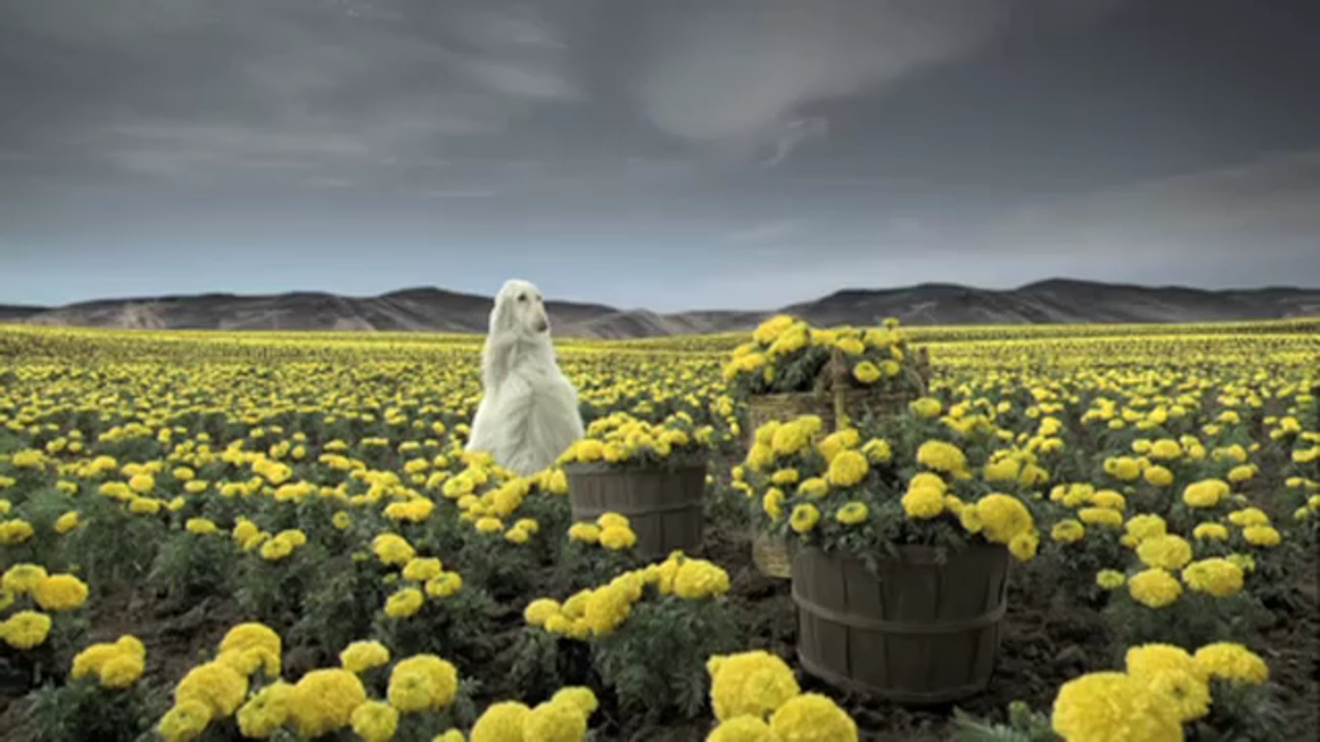 Nutro - Gathering Extracts DC