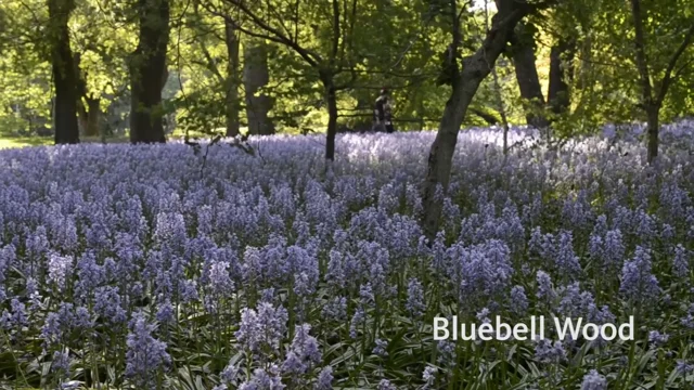 Bluebell Wood