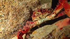 Sea cave hidden creatures