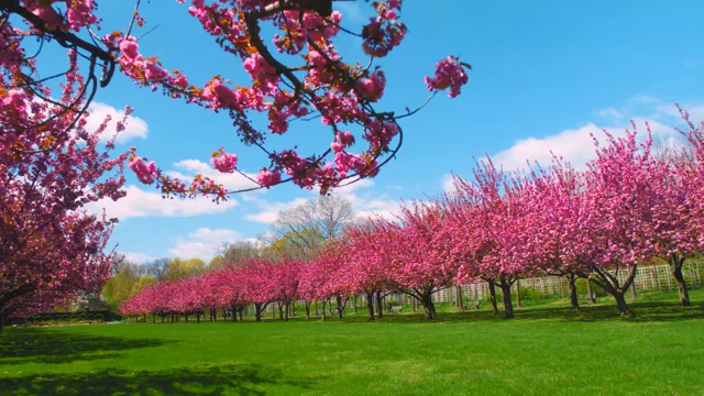 Park Avenue Cherry Blossoms - Katie's Bliss