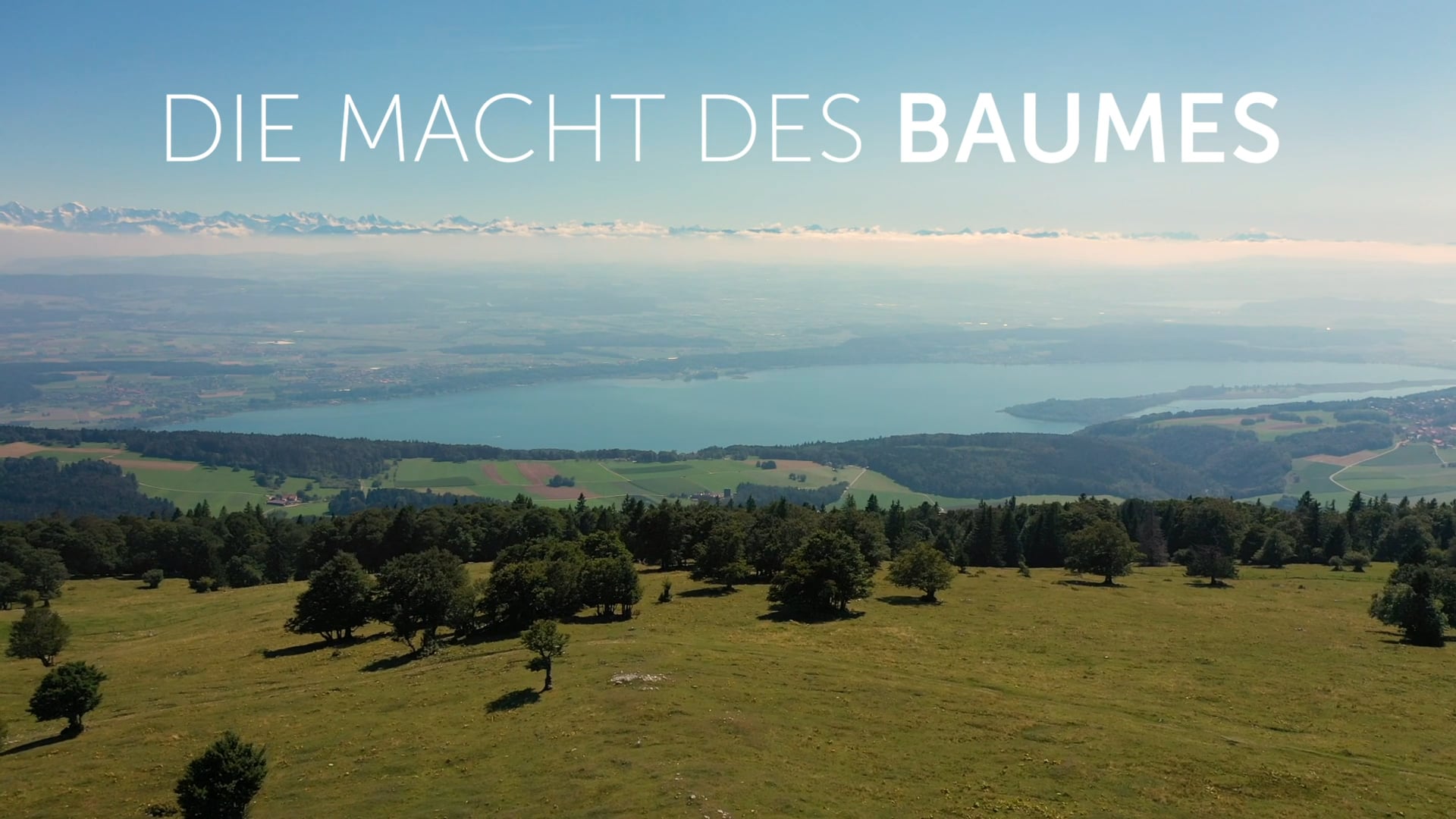 TEASER Die Macht des Baumes