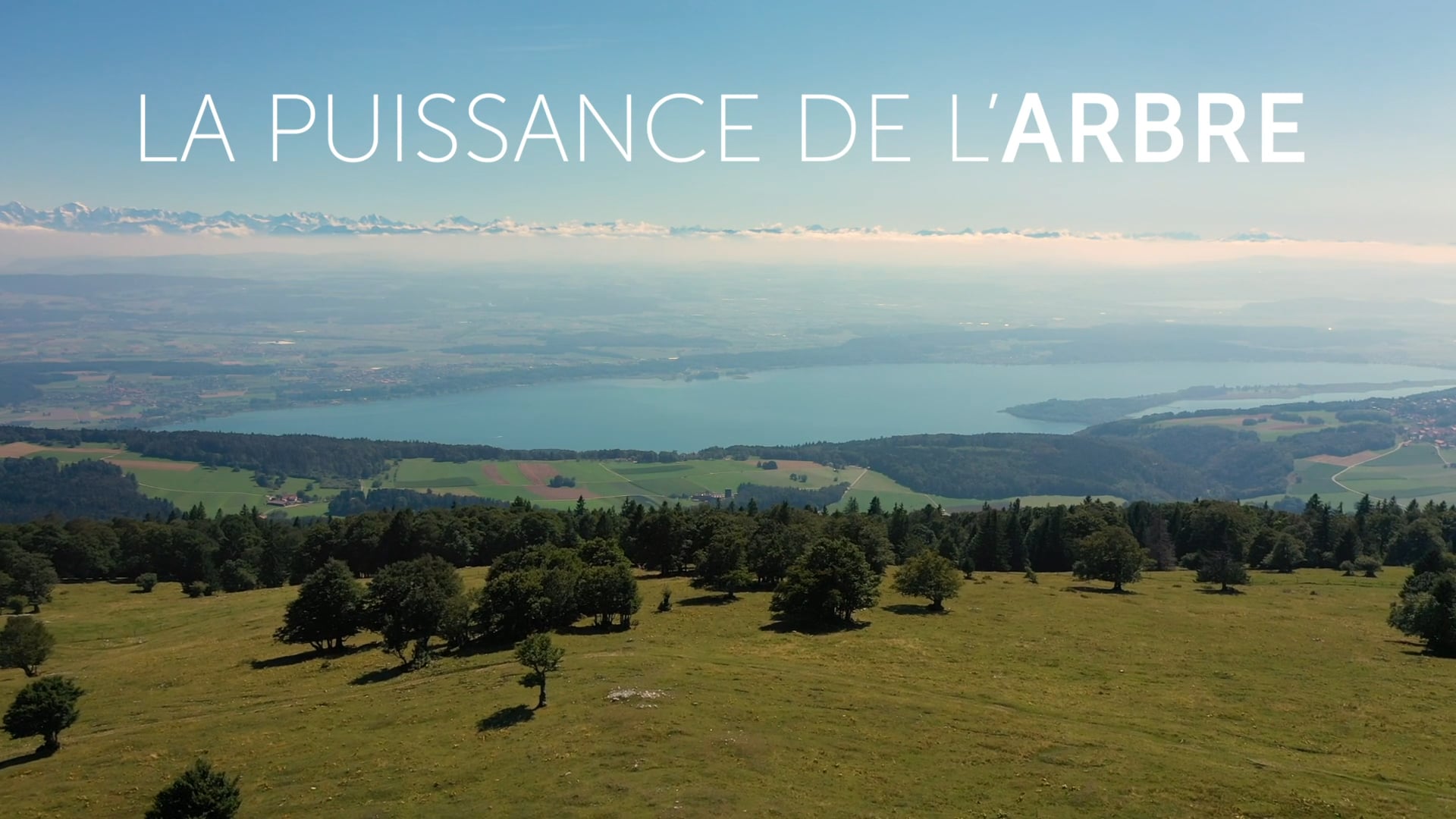 BA La Puissance de l'Arbre