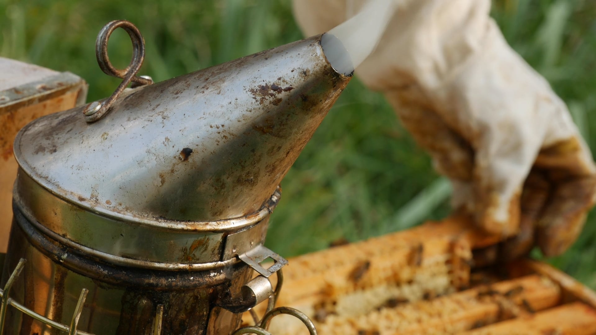 The Beekeeper (Observational Doc Clip)