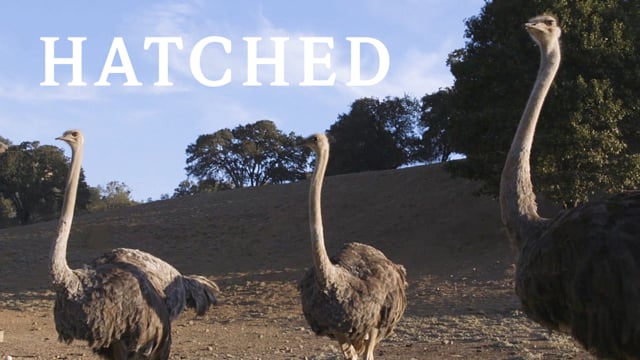 Landing - Real Ostrich