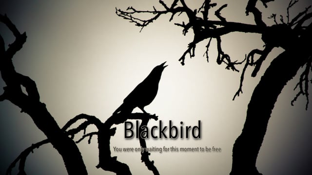 大注目】 blackbird pullover jacket ブラックバード ノーカラー 