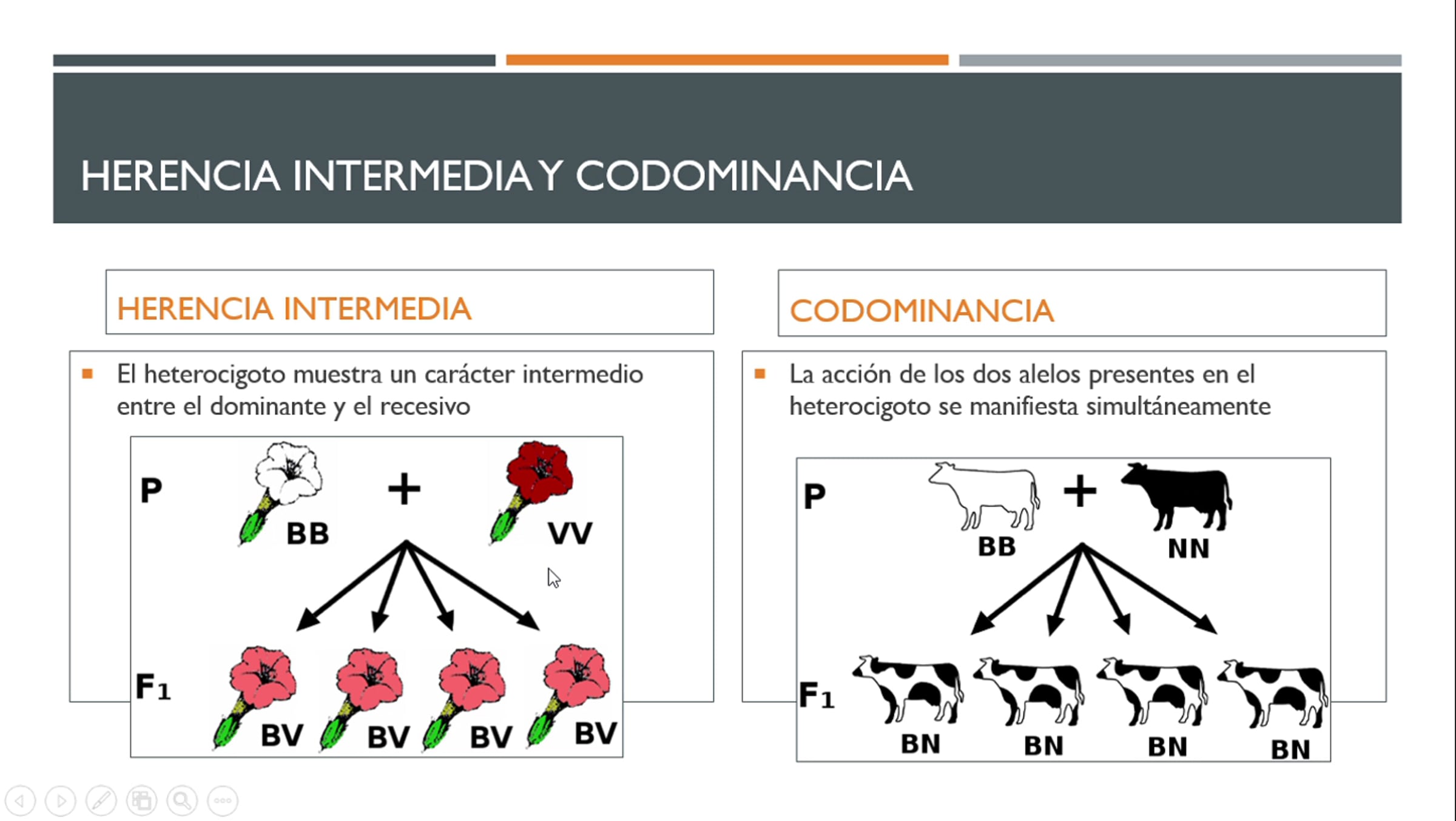 Herencia intermedia y codominancia
