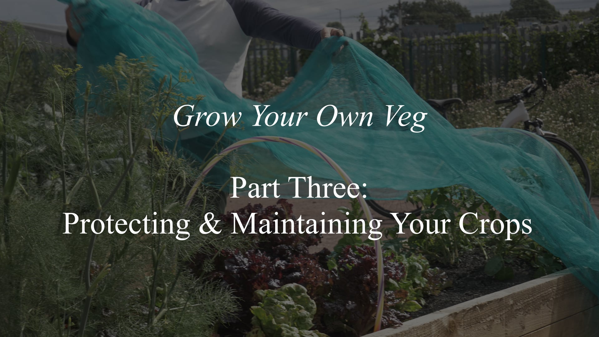 Grow Your Own Veg - pt3 Protecting & Maintaining Your Crops