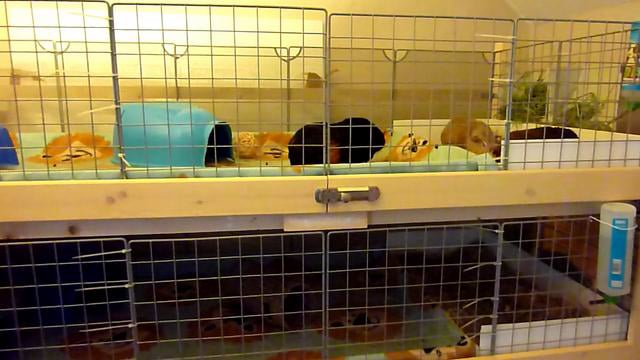 Guinea Pig C&c Cage Door On Vimeo