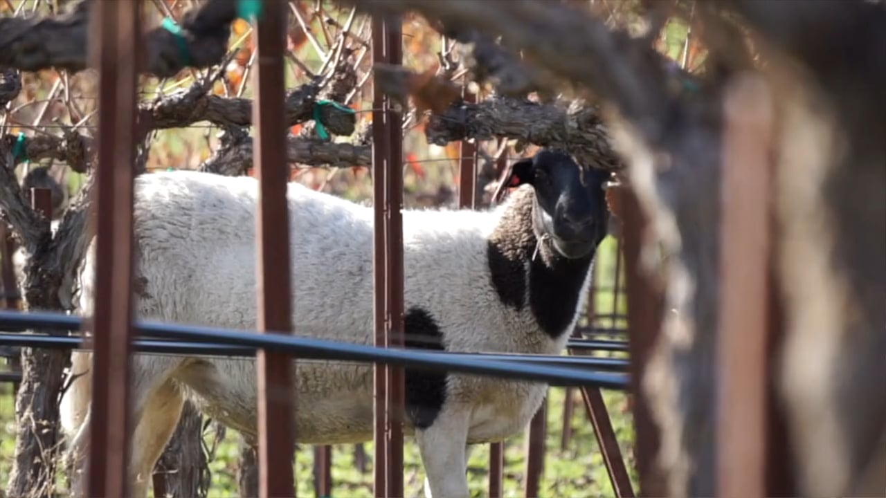 Tablas Creek Sheep Program on Vimeo