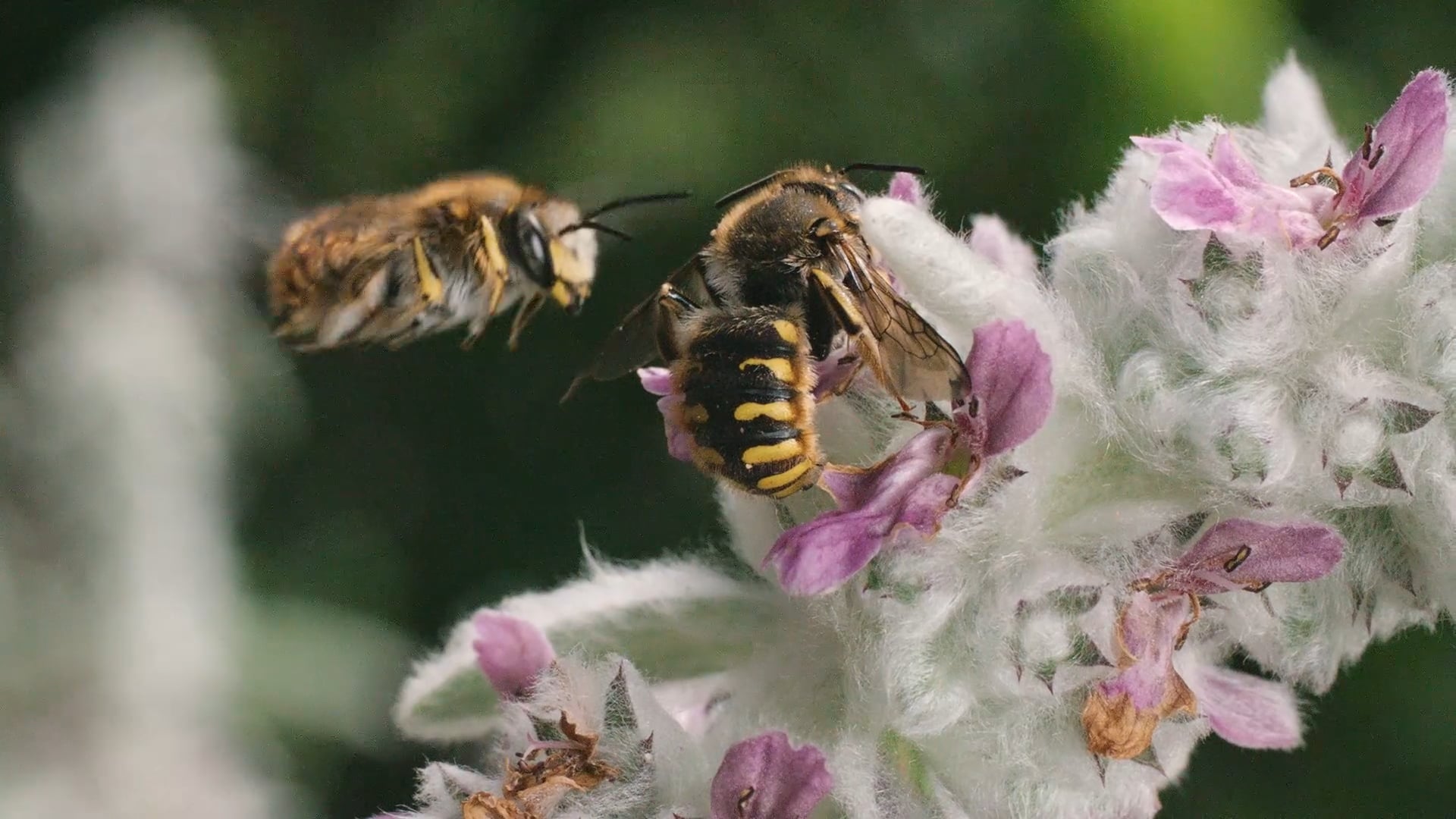 Protecting bees, preserving our future