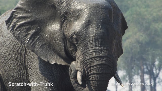 Scratch-with-Trunk. Context: Foraging & Comfort Technique (10)