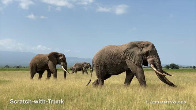 Scratch-with-Trunk. Context: Foraging & Comfort Technique (11)