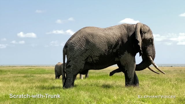 Scratch-with-Trunk. Context: Foraging & Comfort Technique (12)