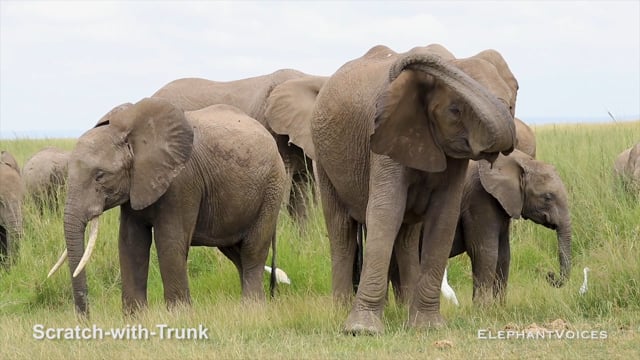Scratch-with-Trunk. Context: Foraging & Comfort Technique (13)