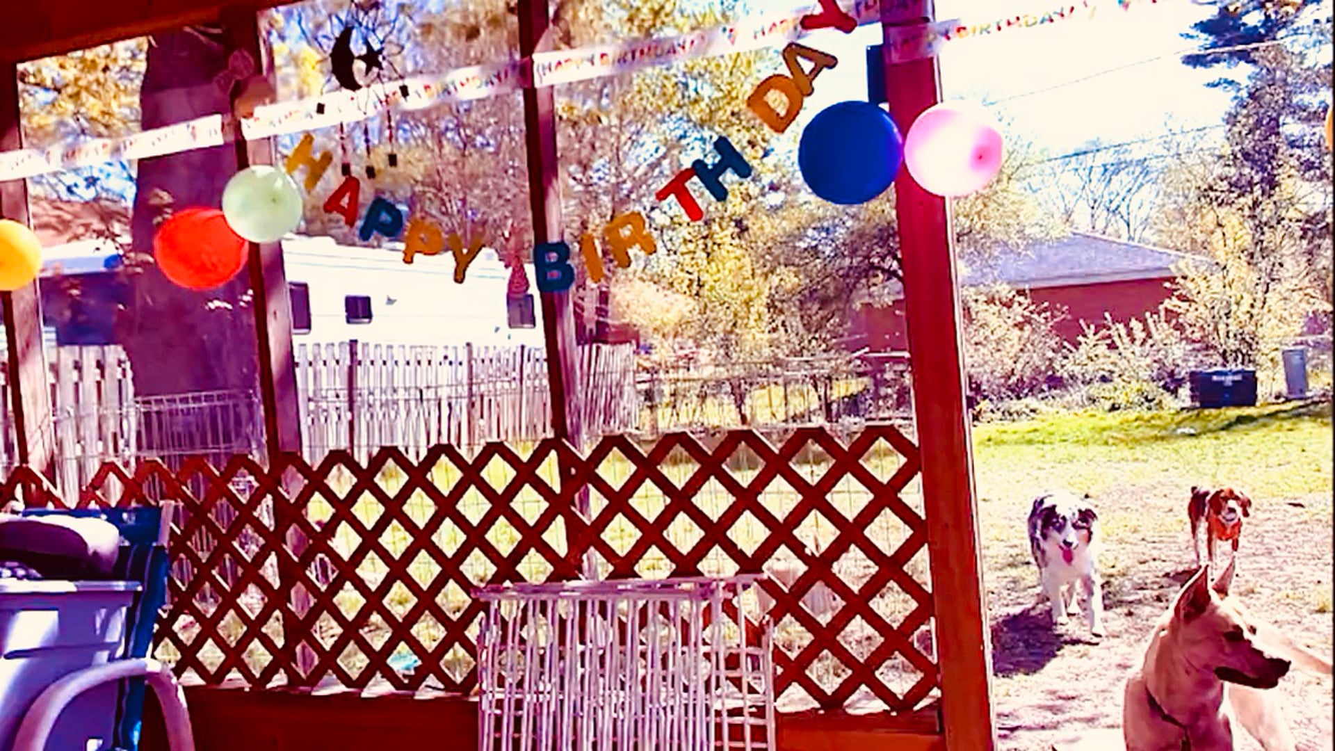 2 Birthdays in 1 Week? 'LET'S GET [this pup pawty] STARTED!' To you, Ollie Pollie!