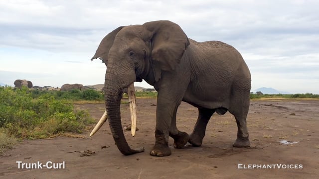 Trunk-Curl. Context: Advertisement & Attraction (2)