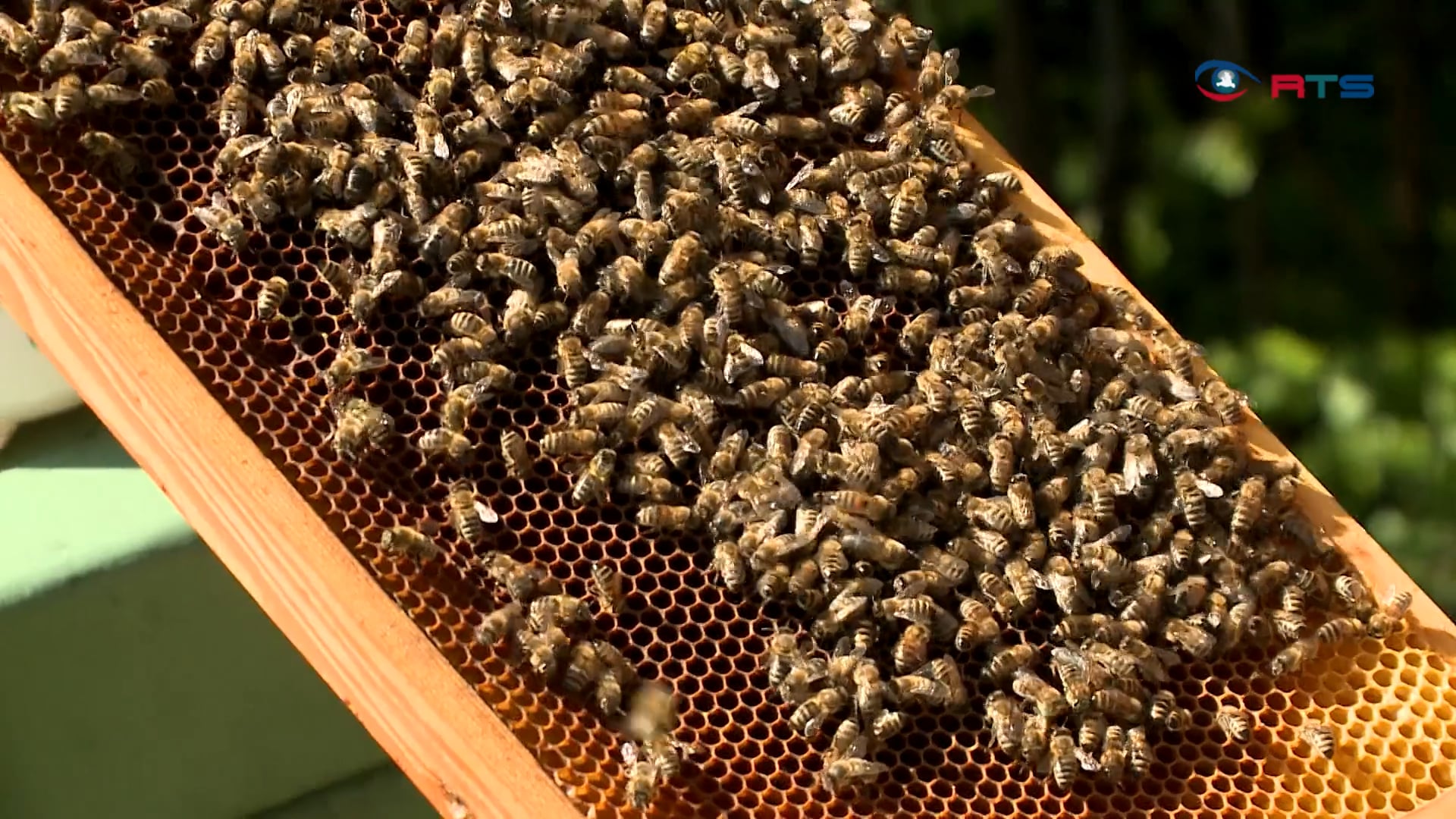 bienen-gemeinde-goldegg-zaehlt-mittlerweile-34-imker