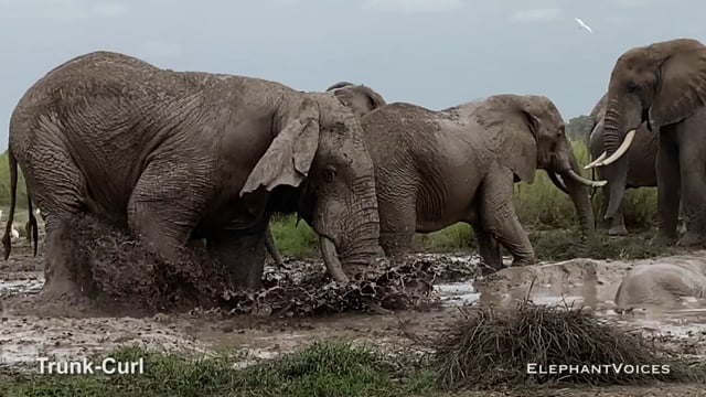 Trunk-Curl. Context: Advertisement & Attraction (3)