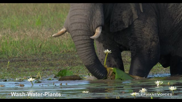 Wash-Water-Plants. Context: Foraging & Comfort Technique (2)
