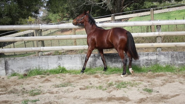 Lot 126