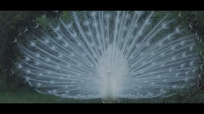 Digital Cut Productions - Video - 2