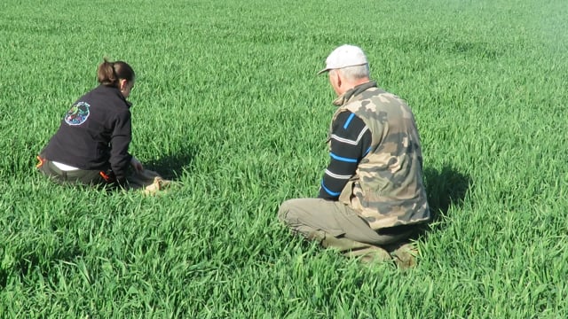 Collier GPS sur lièvre