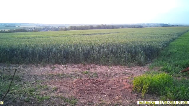 Le renard a un bon flair