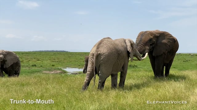 Trunk-to-Mouth. Context: Affiliative (22)