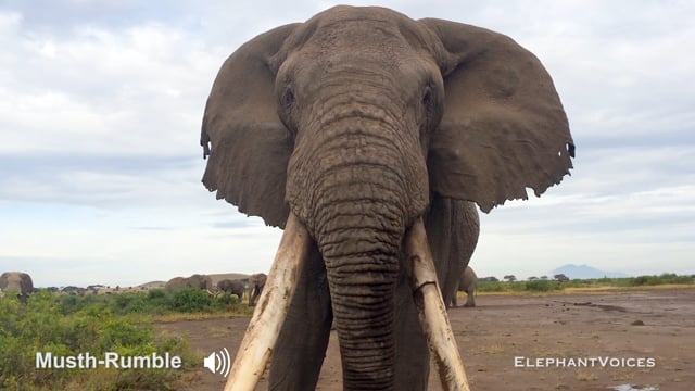 Musth-Rumble. Context: Advertisement & Attraction (5)