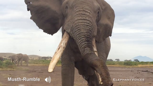 Musth-Rumble. Context: Advertisement & Attraction (4)