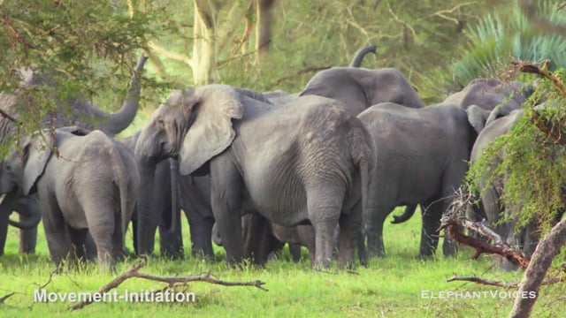Movement-Initiation. Context: Movement Space & Leadership (11)