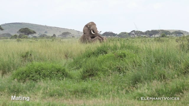 Mating. Context: Courtship (1)