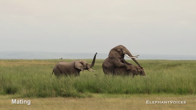 Mating. Context: Courtship (2)