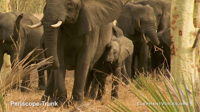 Periscope-Trunk. Context: Calf Nourishment & Weaning (1)