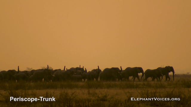 Periscope-Trunk. Context: Coalition Building (1)