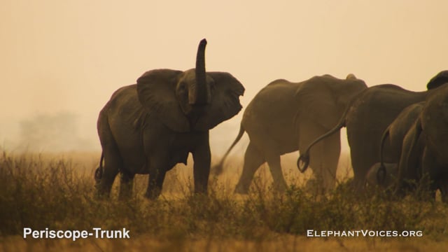 Periscope-Trunk. Context: Coalition Building (2)