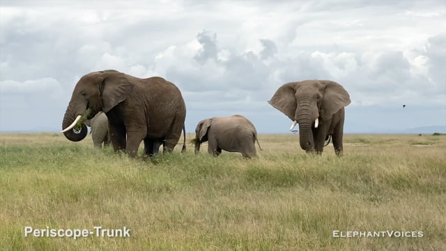 Periscope-Trunk. Context: Submissive (1)
