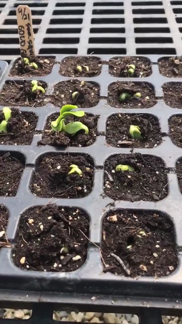 Deaver Farm Explorers Lesson 1: Seeds and Sprouts in the Greenhouse