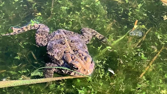 The frog chorus in Wisconsin's wetlands