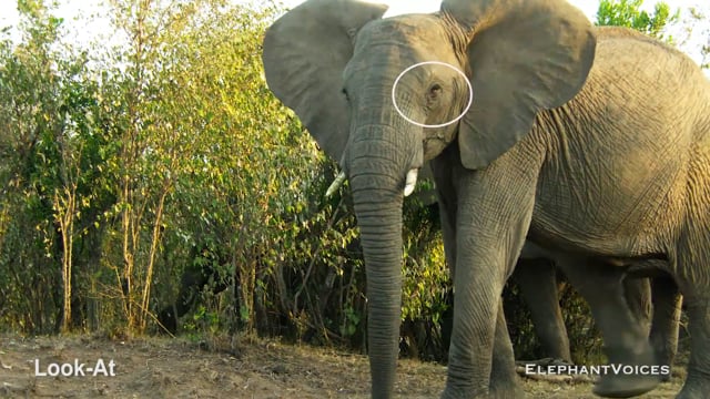 Look-At. Context: Attentive (2)