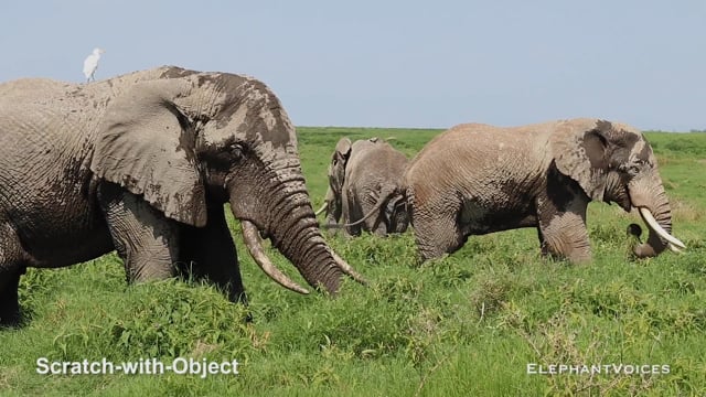 Scratch-with-Object. Context: Foraging & Comfort Technique (5)