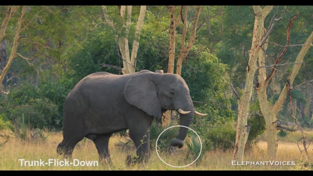 Trunk-Flick-Down. Context: Attentive (8)