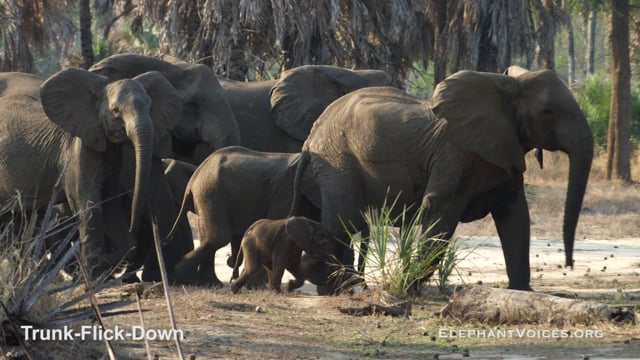 Trunk-Flick-Down. Context: Vigilance (1)