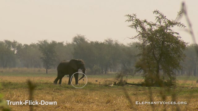 Trunk-Flick-Down. Context: Vigilance (2)
