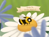 Pollinators Animation